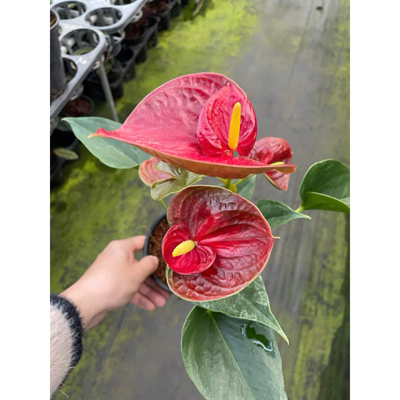 Chậu cây để bàn đẹp: Hồng Môn Con – Điểm nhấn cho không gian sống. Chậu cây để bàn đẹp: Hồng Môn Con – Điểm nhấn cho không gian sống.