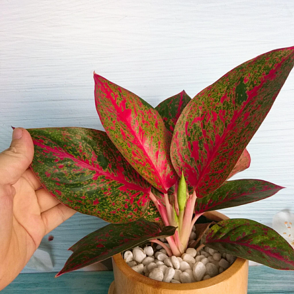 TIỀN VÀO NHƯ NƯỚC Nhờ Đặt Chậu Cây Để Bàn Độc Đáo Này Đúng Chỗ TIỀN VÀO NHƯ NƯỚC Nhờ Đặt Chậu Cây Để Bàn Độc Đáo Này Đúng Chỗ