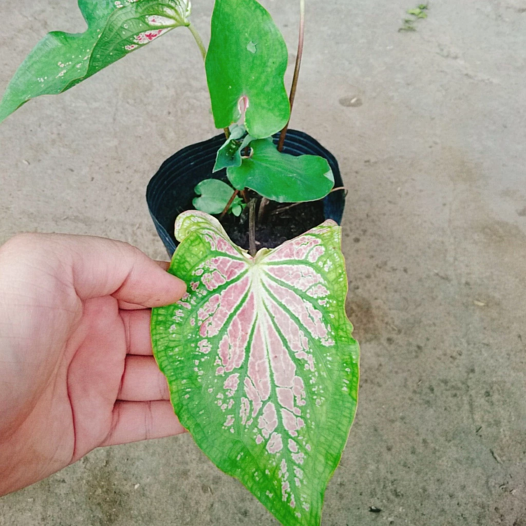 Chậu Cây Để Bàn Trang Trí Môn Thiên Nga - Đẹp ĐỘC LẠ, Chăm Siêu Dễ Chậu Cây Để Bàn Trang Trí Môn Thiên Nga - Đẹp ĐỘC LẠ, Chăm Siêu Dễ