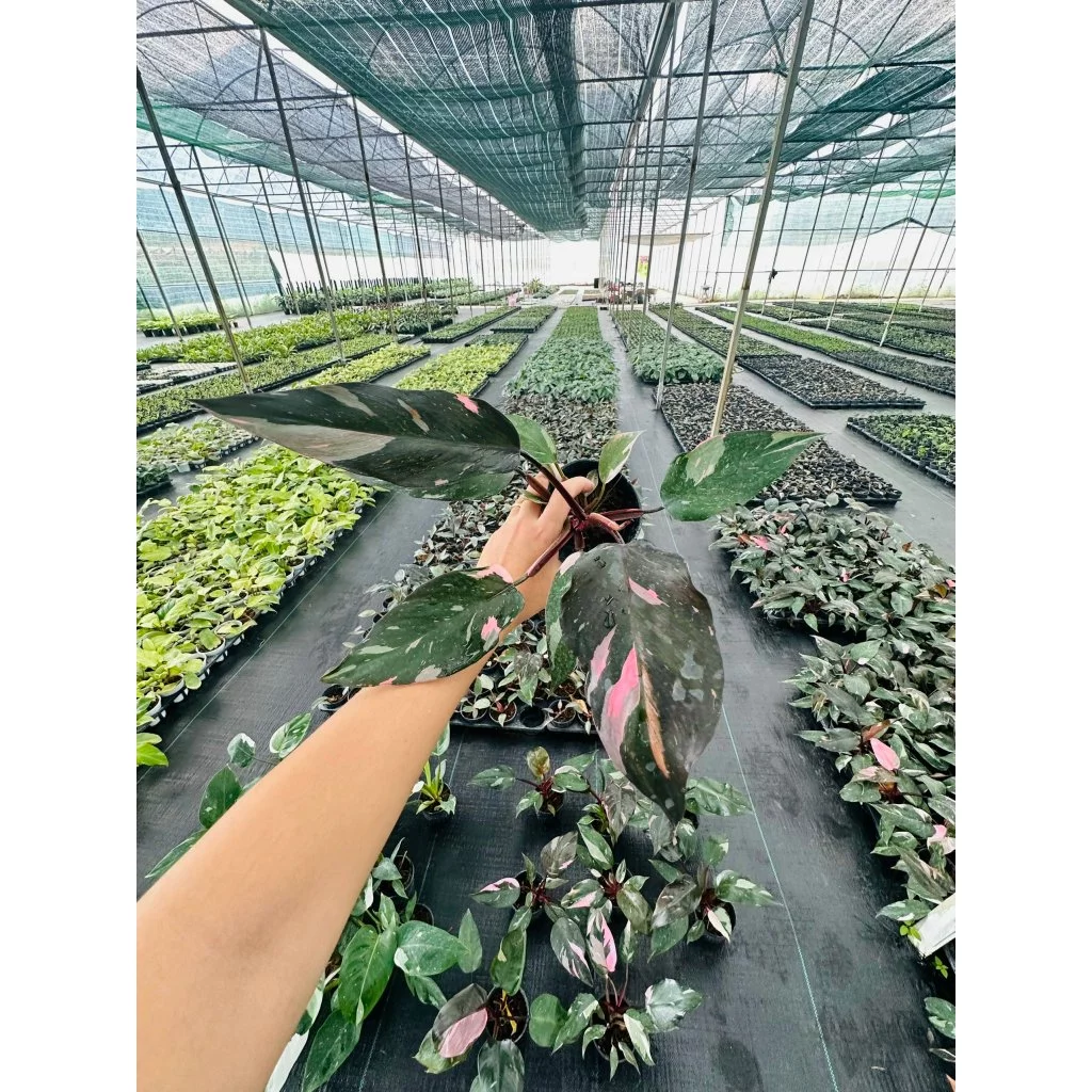 Chậu Cây Để Bàn Làm Việc Sang Chảnh Hơn Người Yêu Cũ Của Bạn Chậu Cây Để Bàn Làm Việc Sang Chảnh Hơn Người Yêu Cũ Của Bạn