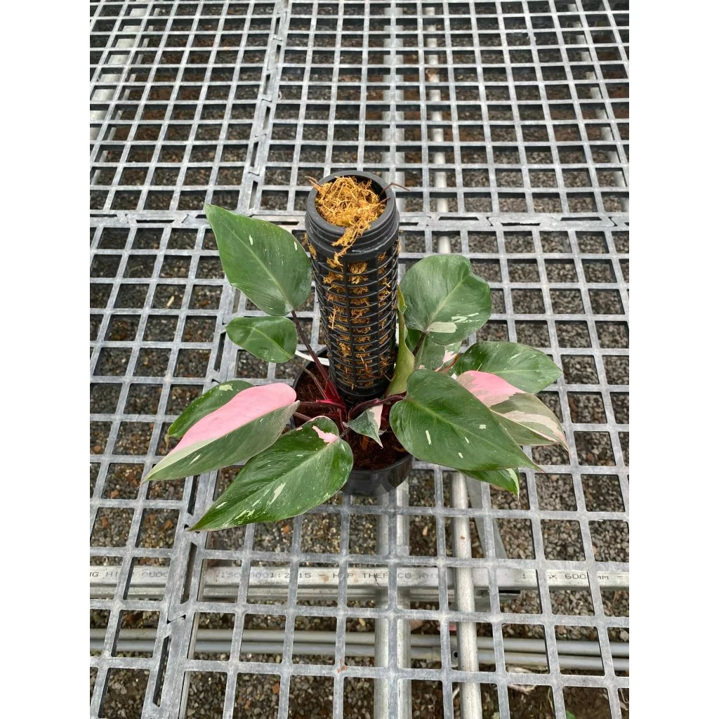 Trầu Bà Hồng Nương - Chậu Cây Để Bàn Làm Việc Khiến Bạn Muốn Đi Làm Mỗi Ngày Trầu Bà Hồng Nương - Chậu Cây Để Bàn Làm Việc Khiến Bạn Muốn Đi Làm Mỗi Ngày