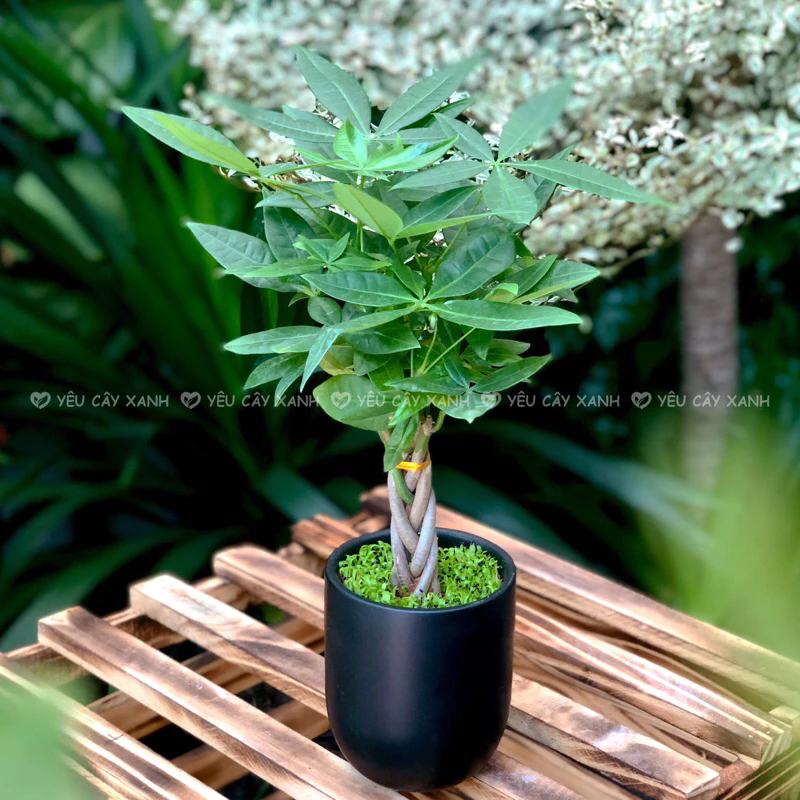 CHẬU CÂY ĐỂ BÀN Kim Ngân Xoắn: Vật phẩm phong thủy VƯỢNG khí không thể thiếu. CHẬU CÂY ĐỂ BÀN Kim Ngân Xoắn: Vật phẩm phong thủy VƯỢNG khí không thể thiếu.