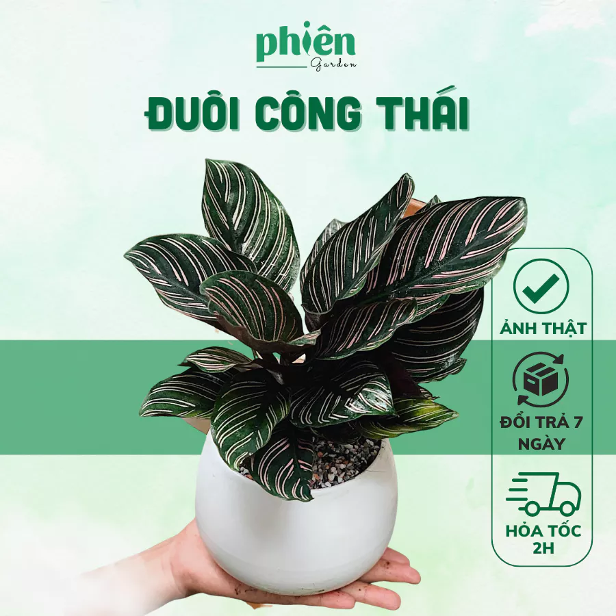 Mang thiên nhiên vào nhà với những mẫu chậu hoa đẹp tinh tế. Chậu Cây Để Bàn Đuôi Công Thái | BIẾN HÓA không gian làm việc tức thì.