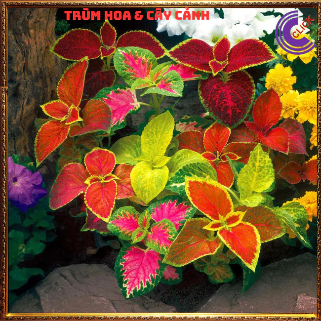 CHẬU CÂY ĐỂ BÀN DỄ THƯƠNG - Món quà ý nghĩa cho dân văn phòng CHẬU CÂY ĐỂ BÀN DỄ THƯƠNG - Món quà ý nghĩa cho dân văn phòng