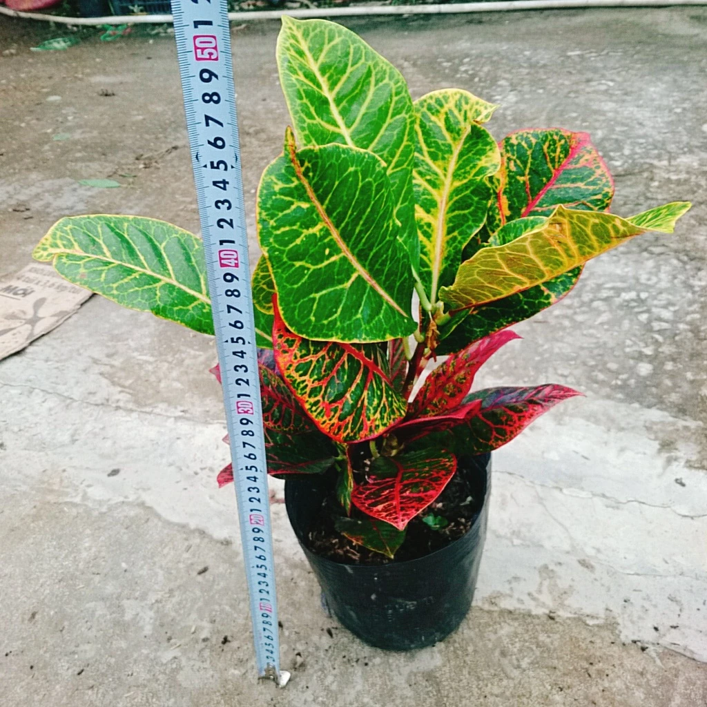 Giải Pháp Cho Bàn Làm Việc NHÀM CHÁN: Chậu Cây Để Bàn Sang Trọng Coton Giải Pháp Cho Bàn Làm Việc NHÀM CHÁN: Chậu Cây Để Bàn Sang Trọng Coton