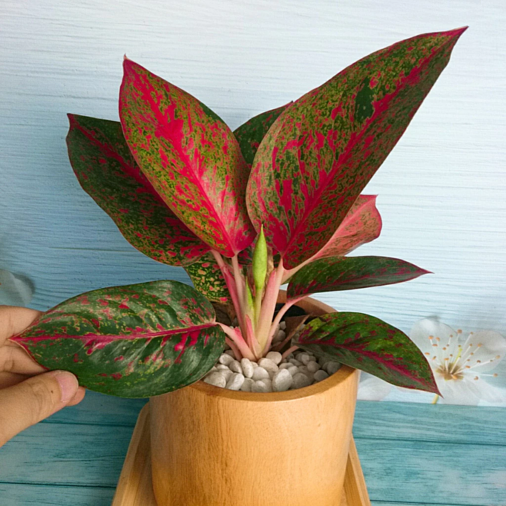 BÍ MẬT Phong Thủy Giúp Thăng Tiến Từ Chậu Cây Để Bàn Độc Đáo BÍ MẬT Phong Thủy Giúp Thăng Tiến Từ Chậu Cây Để Bàn Độc Đáo