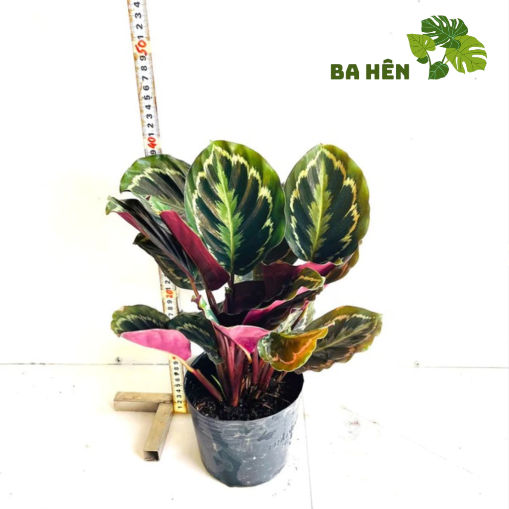 Vẻ đẹp sang trọng và dễ chăm sóc, Môn Đỏ chính là lựa chọn lý tưởng khi bạn tìm kiếm một chậu cây để bàn trang trí độc đáo và ấn tượng. Vẻ đẹp sang trọng và dễ chăm sóc, Môn Đỏ chính là lựa chọn lý tưởng khi bạn tìm kiếm một chậu cây để bàn trang trí độc đáo và ấn tượng.