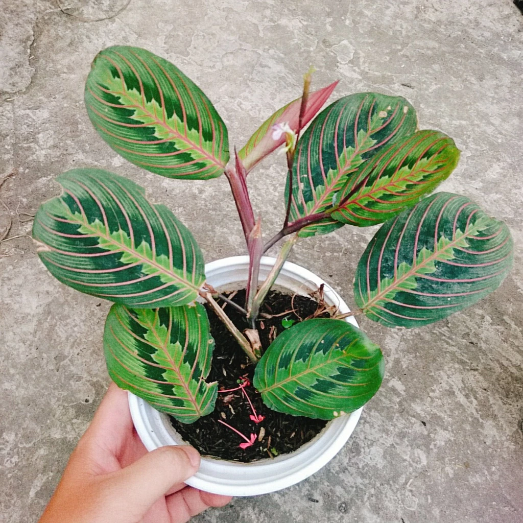 Cây Đuôi Công Xương Cá: Chậu cây để bàn đẹp, hợp phong thủy. Cây Đuôi Công Xương Cá: Chậu cây để bàn đẹp, hợp phong thủy.