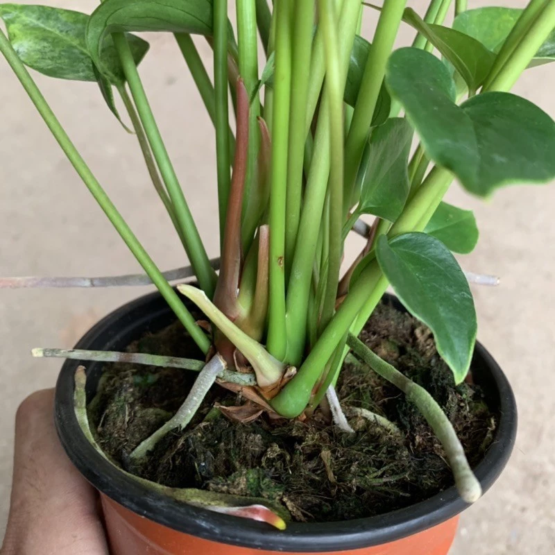 Đổi Vận Tức Thì Với Chậu Cây Để Bàn Đẹp Hồng Môn - Hoa Nở Quanh Năm. Đổi Vận Tức Thì Với Chậu Cây Để Bàn Đẹp Hồng Môn - Hoa Nở Quanh Năm.