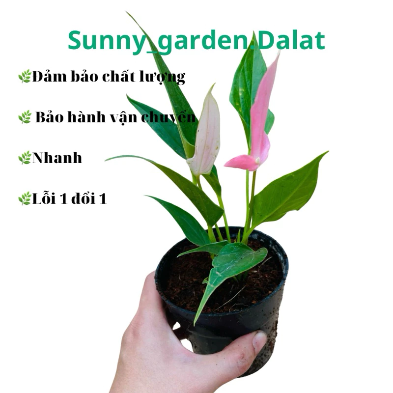 Chậu cây để bàn đẹp: Hồng Môn – Kiệt tác cho dân sành cây. Chậu cây để bàn đẹp: Hồng Môn – Kiệt tác cho dân sành cây.