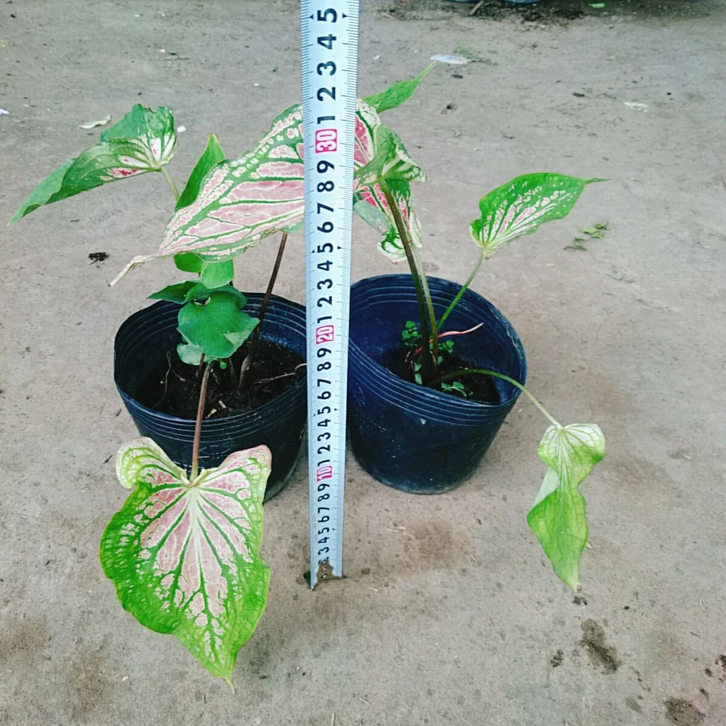 Bàn Làm Việc NHÀM CHÁN? Chậu Cây Để Bàn Trang Trí Này Sẽ THAY ĐỔI TẤT CẢ Bàn Làm Việc NHÀM CHÁN? Chậu Cây Để Bàn Trang Trí Này Sẽ THAY ĐỔI TẤT CẢ