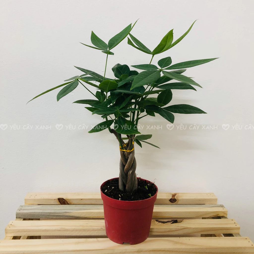 CHẬU CÂY ĐỂ BÀN Kim Ngân Xoắn: Món quà TÂN GIA ai cũng ao ước. CHẬU CÂY ĐỂ BÀN Kim Ngân Xoắn: Món quà TÂN GIA ai cũng ao ước.