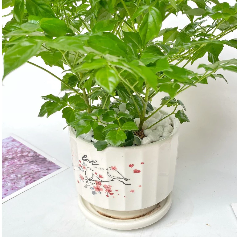 Công Việc Bế Tắc, TIỀN VÀO NHƯ NHỎ GIỌT? Đặt Ngay Chậu Cây Để Bàn Này Để Đổi Vận Tức Thì. Công Việc Bế Tắc, TIỀN VÀO NHƯ NHỎ GIỌT? Đặt Ngay Chậu Cây Để Bàn Này Để Đổi Vận Tức Thì.