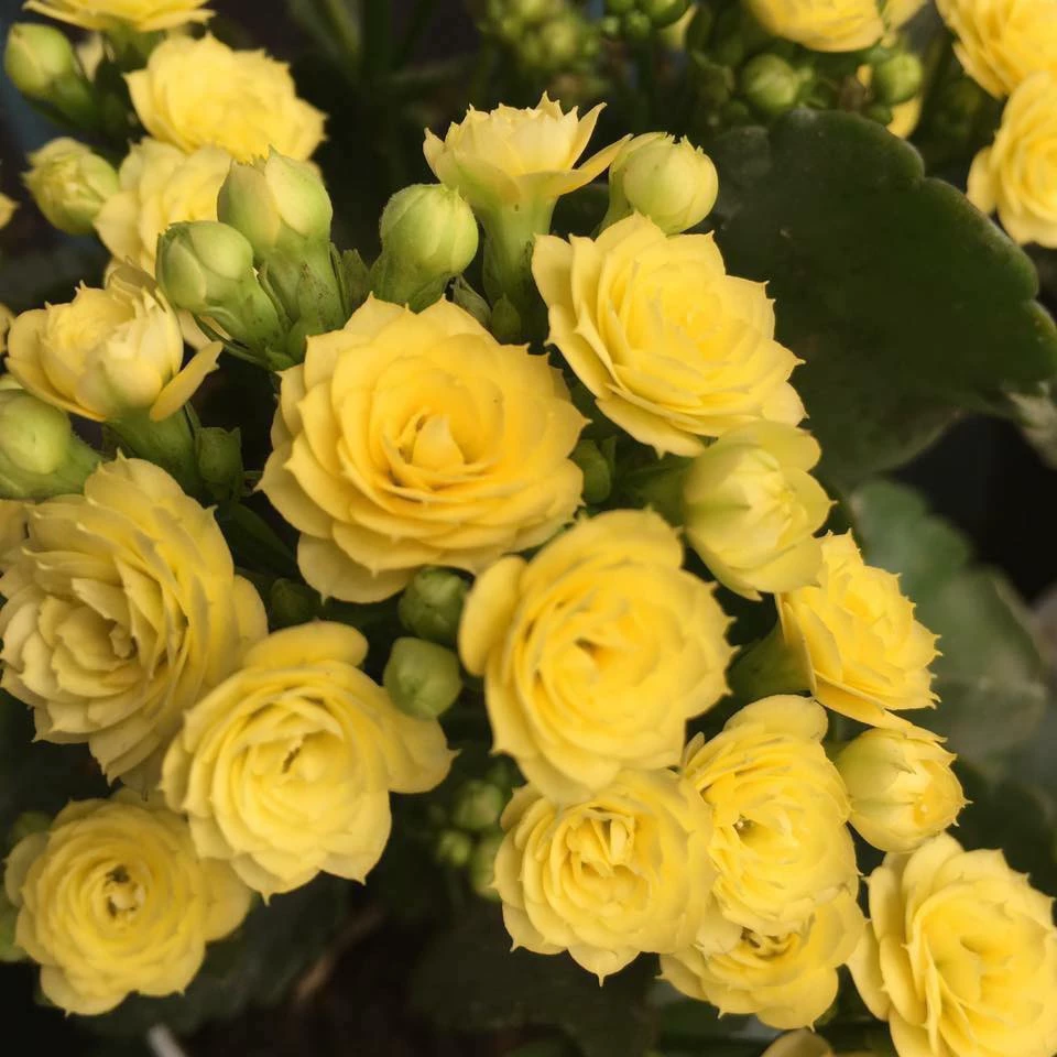 Chậu hoa đẹp sống đời phù hợp trang trí nhà và sân vườn. Chậu hoa đẹp sống đời phù hợp trang trí nhà và sân vườn.