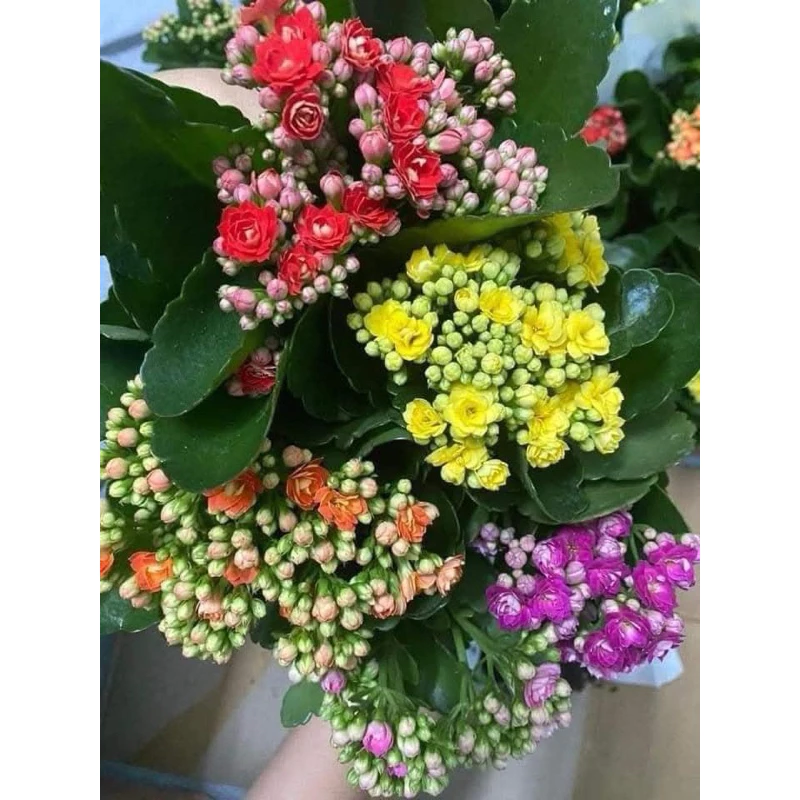 Chậu hoa đẹp sống đời mang vẻ đẹp bền bỉ theo thời gian. Chậu hoa đẹp sống đời mang vẻ đẹp bền bỉ theo thời gian.