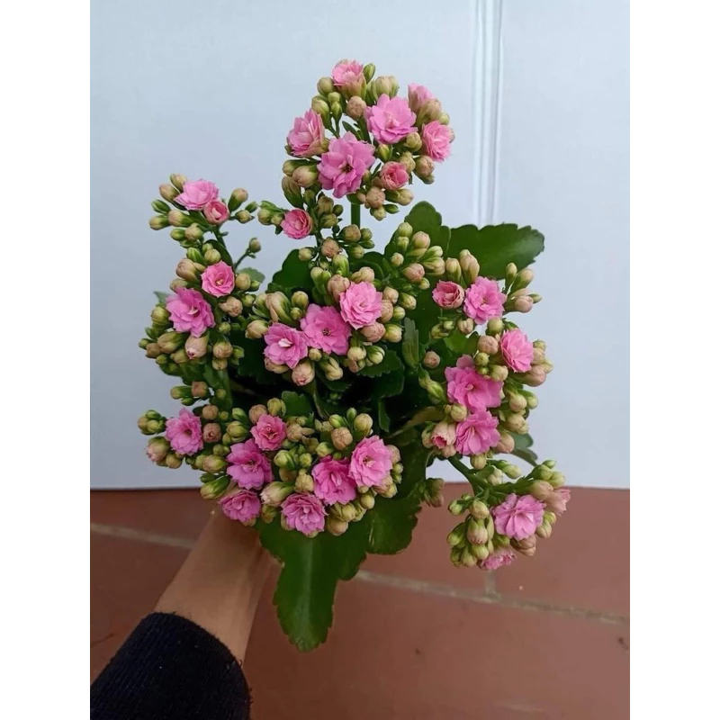 Chậu hoa đẹp sống đời tạo điểm nhấn tinh tế cho không gian. Chậu hoa đẹp sống đời tạo điểm nhấn tinh tế cho không gian.