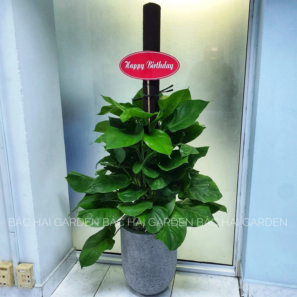 KHÔNG GIAN SỐNG BỪNG SÁNG với Chậu Trồng Cây Xi Măng Đầu Đạn - Bền Đẹp Vượt Thời Gian. KHÔNG GIAN SỐNG BỪNG SÁNG với Chậu Trồng Cây Xi Măng Đầu Đạn - Bền Đẹp Vượt Thời Gian.