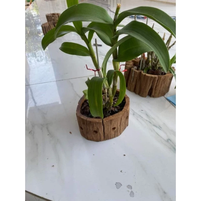 Vẻ đẹp của hoa lan được tôn vinh trọn vẹn trong chiếc chậu trồng lan này. Vẻ đẹp của hoa lan được tôn vinh trọn vẹn trong chiếc chậu trồng lan này.