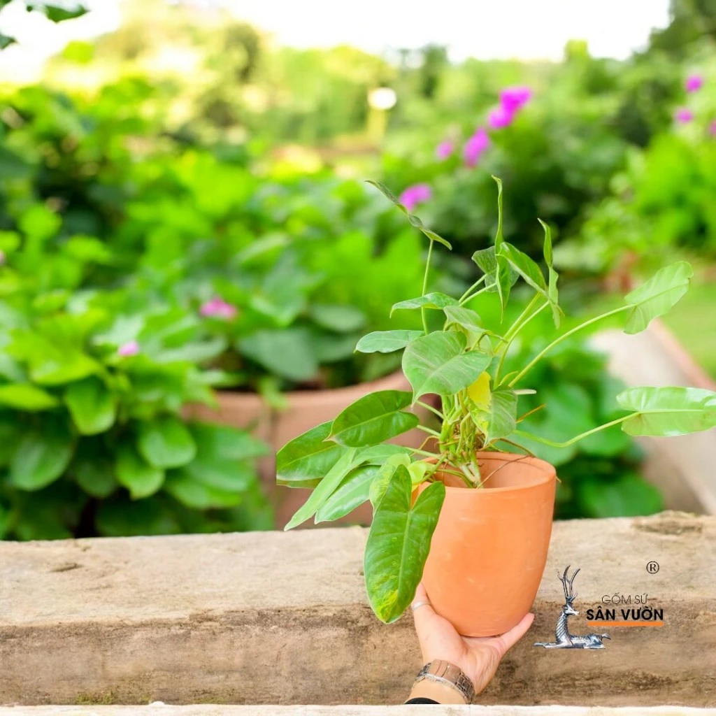 Sân Vườn "Quê Mùa" Bỗng Hóa Sang Trọng Với Combo Chậu Gốm Trồng Cây Cảnh Vân Đá Này. Sân Vườn "Quê Mùa" Bỗng Hóa Sang Trọng Với Combo Chậu Gốm Trồng Cây Cảnh Vân Đá Này.