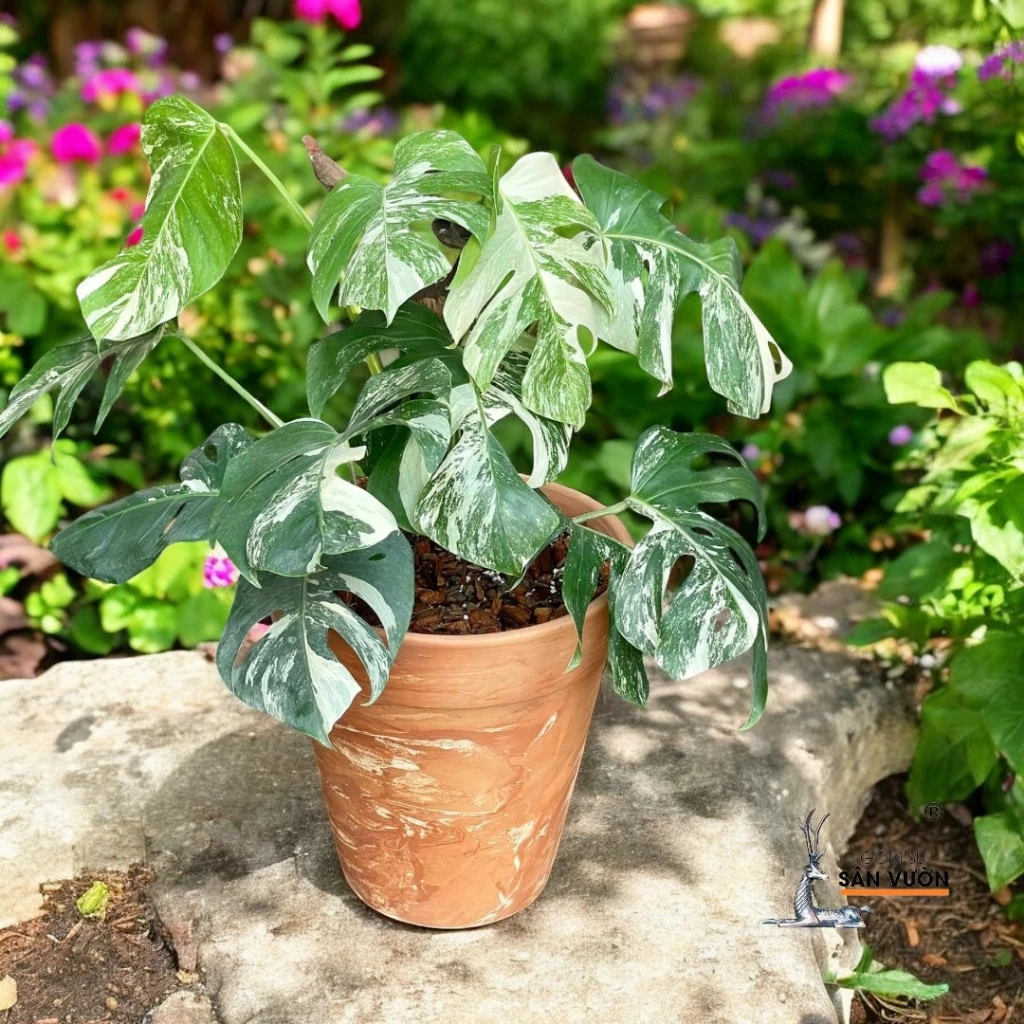 Biến Hóa Sân Vườn Của Bạn Chỉ Trong 5 Phút Với Bộ Chậu Gốm Trồng Cây Cảnh Sân Vườn SIÊU ĐẸP. Biến Hóa Sân Vườn Của Bạn Chỉ Trong 5 Phút Với Bộ Chậu Gốm Trồng Cây Cảnh Sân Vườn SIÊU ĐẸP.