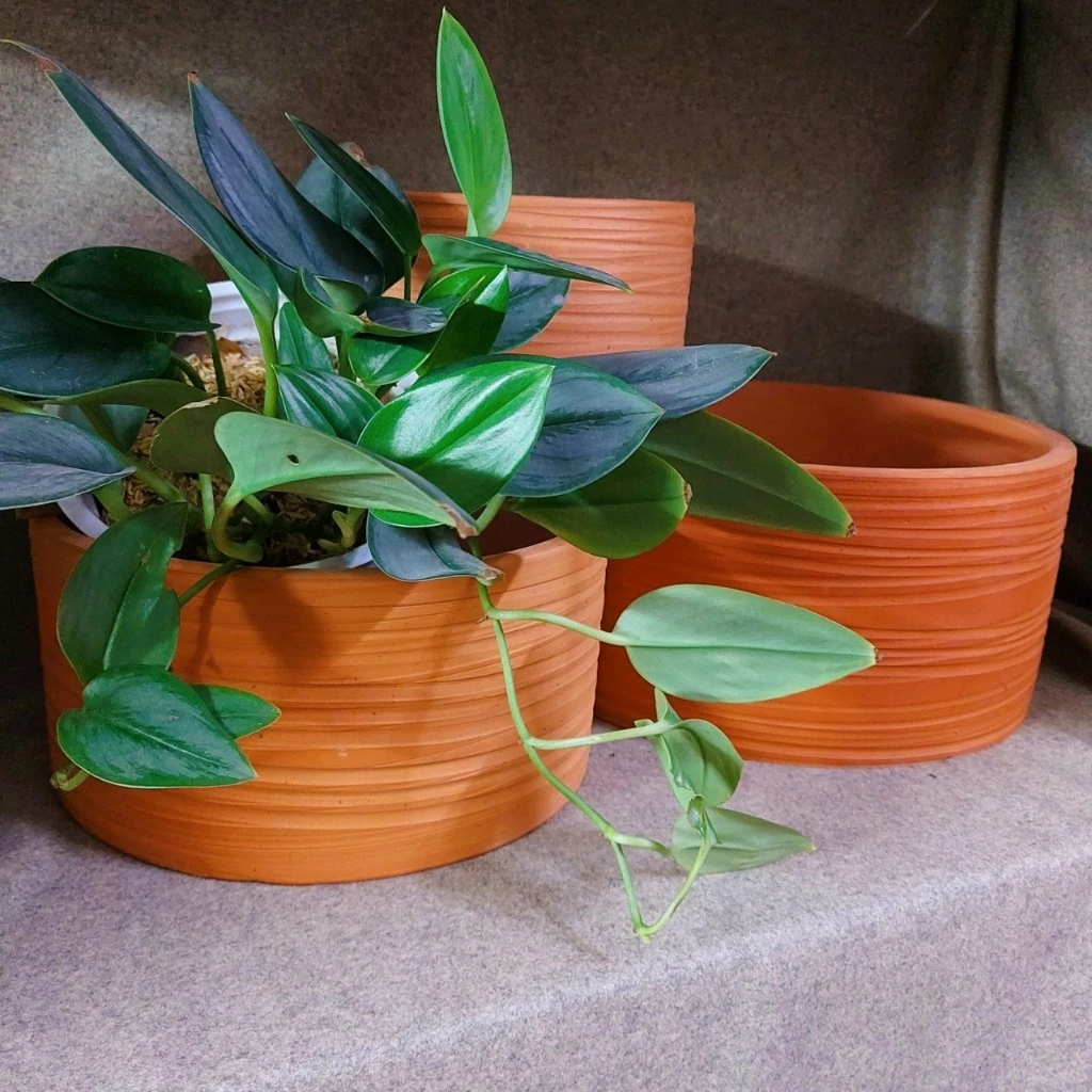 Chậu gốm trồng cây cảnh đẹp - Bí quyết cho góc nhà SANG TRỌNG và hiện đại. Chậu gốm trồng cây cảnh đẹp - Bí quyết cho góc nhà SANG TRỌNG và hiện đại.