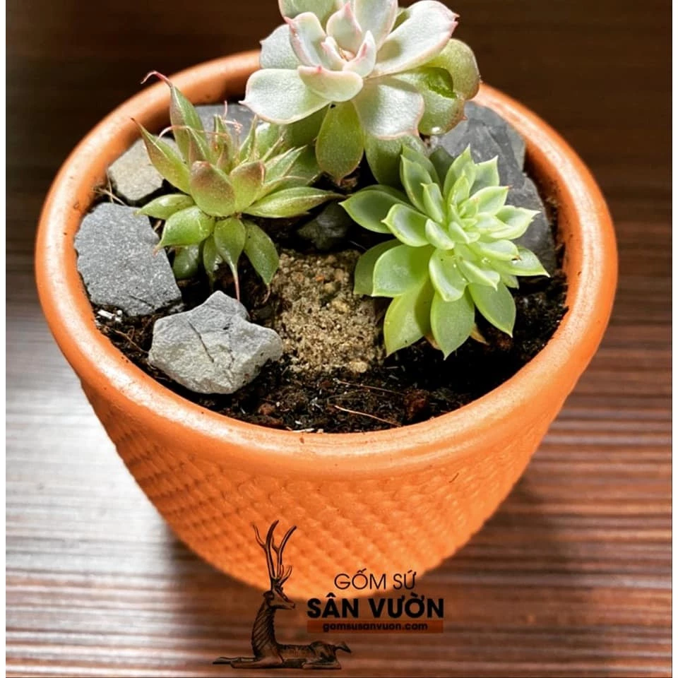 Chậu Gốm Trồng Cây Nghệ Thuật - Mua Sỉ Lẻ, Giao Nhanh Chậu Gốm Trồng Cây Nghệ Thuật - Mua Sỉ Lẻ, Giao Nhanh