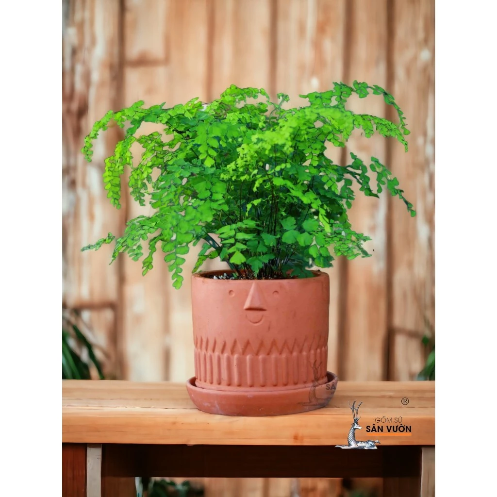 Nụ cười rạng rỡ từ chiếc chậu gốm trồng cây độc đáo Nụ cười rạng rỡ từ chiếc chậu gốm trồng cây độc đáo