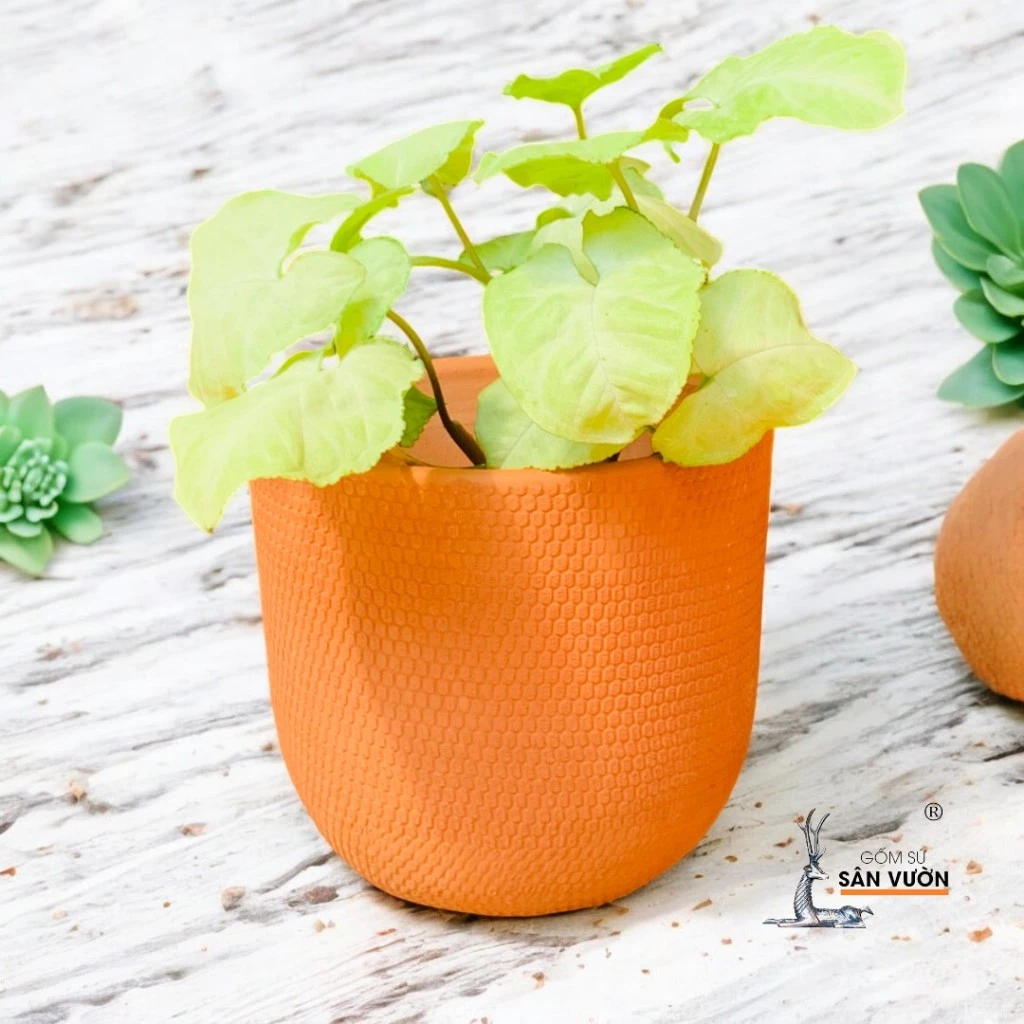 Chậu Gốm Trồng Cây Nghệ Thuật - Biến BAN CÔNG thành VƯỜN HOA Chậu Gốm Trồng Cây Nghệ Thuật - Biến BAN CÔNG thành VƯỜN HOA