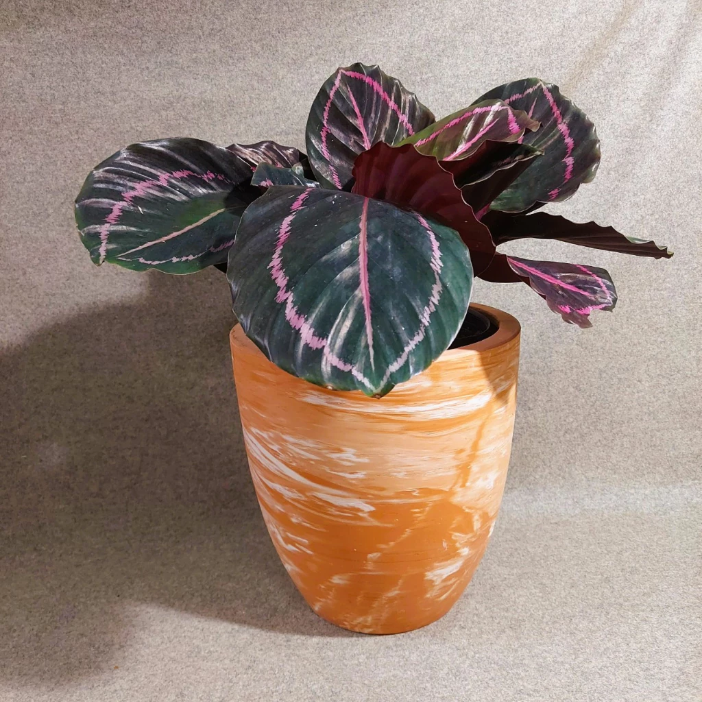 Mỗi chiếc chậu gốm trồng cây đất nung màu cam sữa là một phiên bản duy nhất với những đường vân kem ngẫu nhiên, mang đến nét nghệ thuật tinh tế cho không gian của bạn. Mỗi chiếc chậu gốm trồng cây đất nung màu cam sữa là một phiên bản duy nhất với những đường vân kem ngẫu nhiên, mang đến nét nghệ thuật tinh tế cho không gian của bạn.