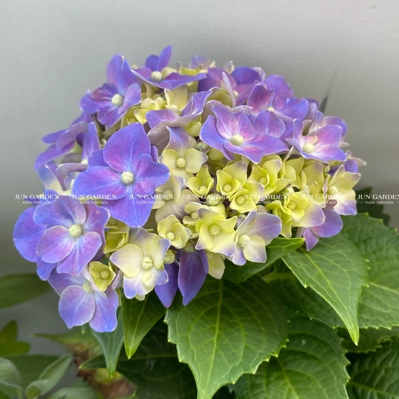 Vẻ đẹp trong trẻo của chậu hoa cẩm tú cầu đang khoe sắc, sẵn sàng làm bừng sáng mọi góc nhỏ trong ngôi nhà của bạn.