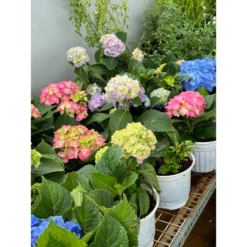 Không cần đi đâu xa, vẻ đẹp lãng mạn của Đà Lạt giờ đây gói gọn trong từng chậu hoa cẩm tú cầu dễ chăm sóc ngay tại nhà. Không cần đi đâu xa, vẻ đẹp lãng mạn của Đà Lạt giờ đây gói gọn trong từng chậu hoa cẩm tú cầu dễ chăm sóc ngay tại nhà.