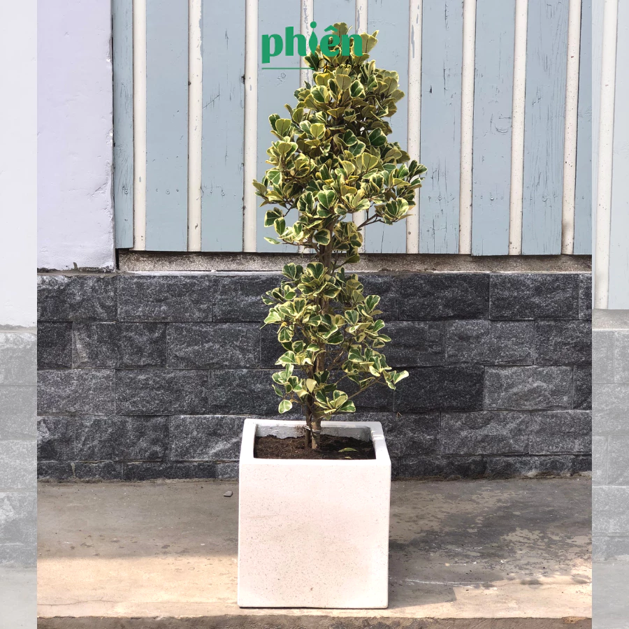 Chậu Hoa Cây Cảnh Đẹp: Cây Đa Tâm Phúc - Món Quà Tân Gia Ý Nghĩa BẬC NHẤT. Chậu Hoa Cây Cảnh Đẹp: Cây Đa Tâm Phúc - Món Quà Tân Gia Ý Nghĩa BẬC NHẤT.