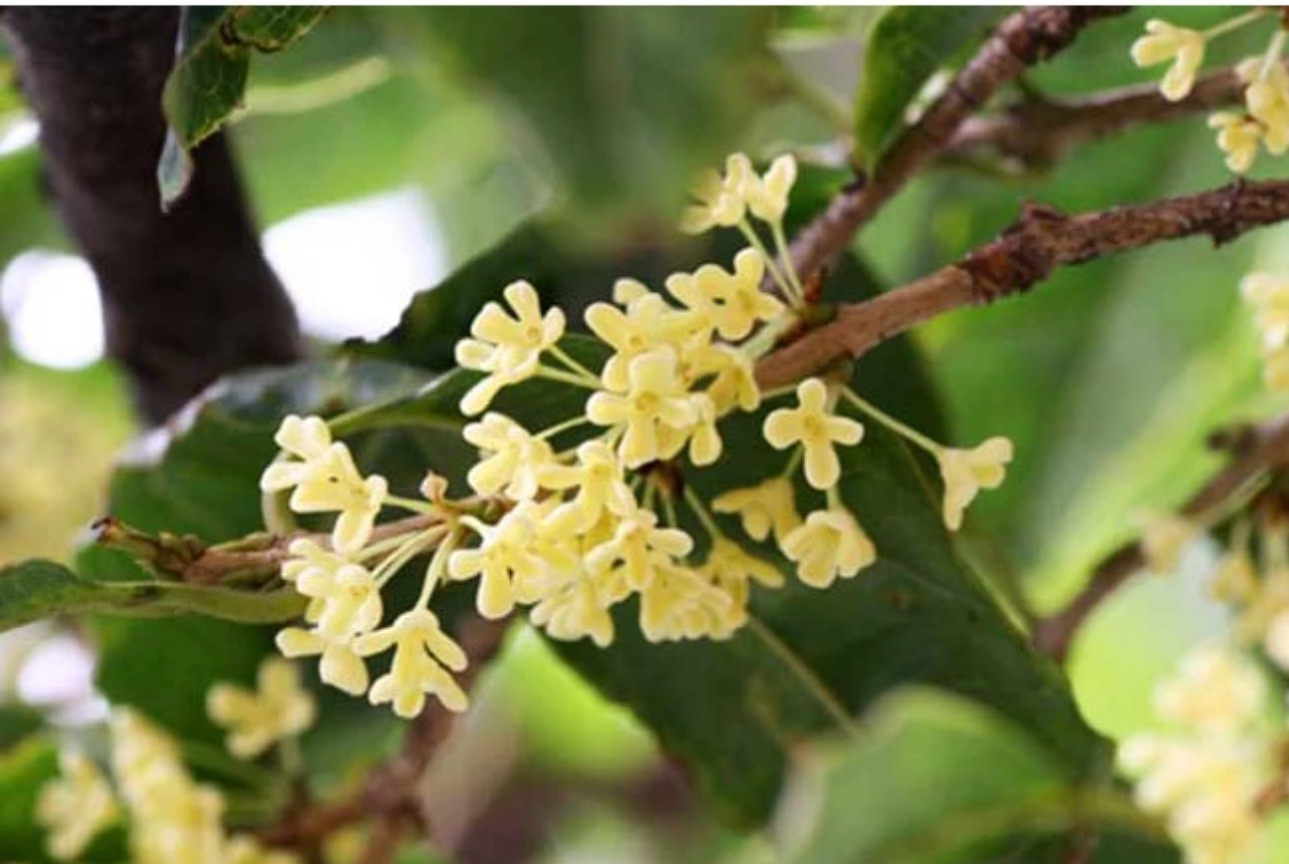 LOẠI CÂY QUÝ HƠN VÀNG: Khám phá chậu hoa Mộc Hương cổ thụ 1m6 đang trổ hoa. 1