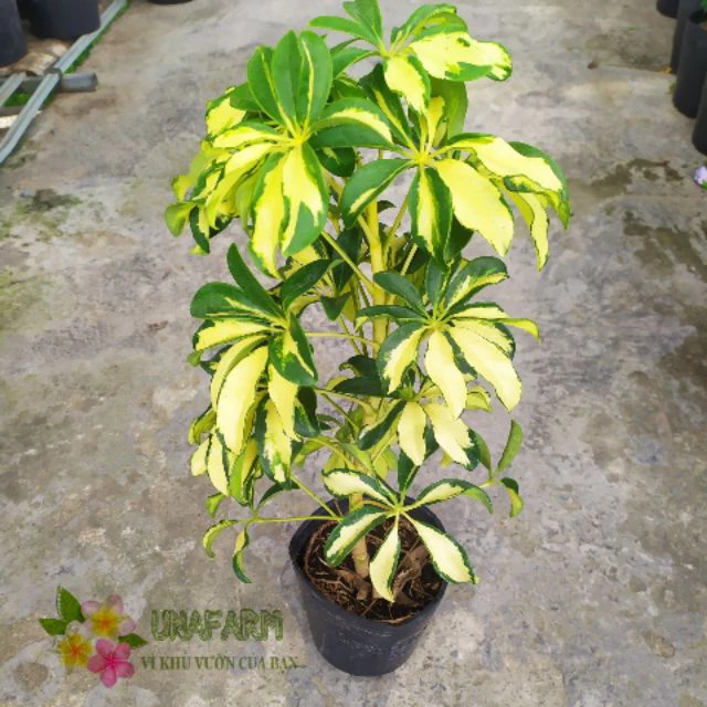 Nhà Chật Vẫn Sang? Mẹo Sở Hữu Chậu Hoa Cây Cảnh Đẹp Khiến Ai Cũng PHẢI TRẦM TRỒ Nhà Chật Vẫn Sang? Mẹo Sở Hữu Chậu Hoa Cây Cảnh Đẹp Khiến Ai Cũng PHẢI TRẦM TRỒ