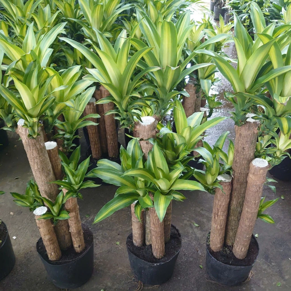 Chỉ 1 Chậu Cây Phát Tài Khúc: Hút SẠCH VẬN XUI, đón may mắn ngập nhà Chỉ 1 Chậu Cây Phát Tài Khúc: Hút SẠCH VẬN XUI, đón may mắn ngập nhà