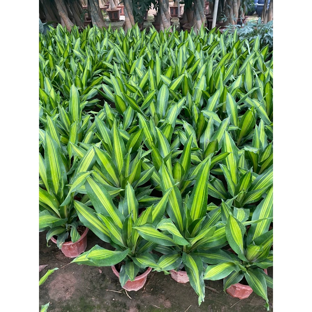 TIỀN ĐẺ RA TIỀN? Thử đặt Chậu Hoa Cây Cảnh này đúng 1 vị trí xem VẬN MAY thay đổi. TIỀN ĐẺ RA TIỀN? Thử đặt Chậu Hoa Cây Cảnh này đúng 1 vị trí xem VẬN MAY thay đổi.