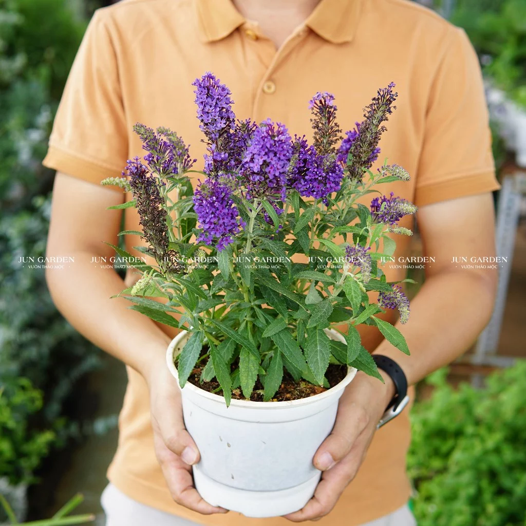 F5 không gian sống với mẫu chậu trồng hoa nhựa thiết kế tối giản mà tinh tế. BÍ MẬT Biến Ban Công Thành Vườn Cổ Tích Chỉ Với 1 Loại Chậu Hoa Cây Cảnh Này