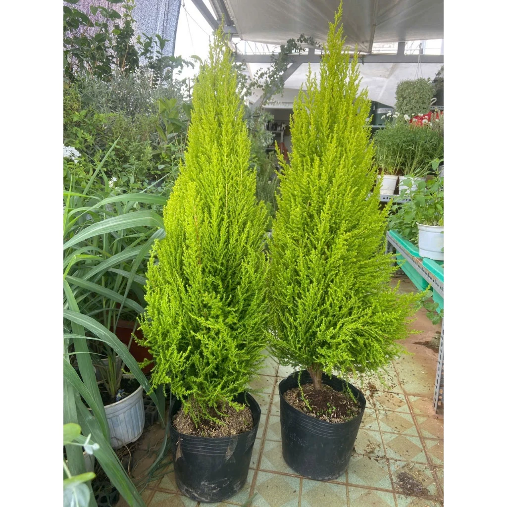 Hàng Xóm PHÁT GHEN Vì Ban Công Nhà Bạn Quá Thơm và Sang Chảnh Với Cây Tùng Chanh. Hàng Xóm PHÁT GHEN Vì Ban Công Nhà Bạn Quá Thơm và Sang Chảnh Với Cây Tùng Chanh.