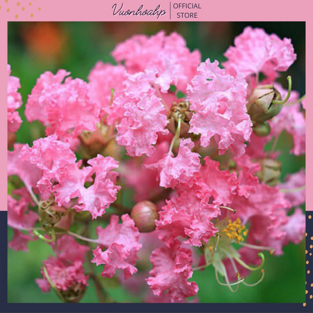 Nhà Chật Vẫn Muốn Có Vườn? Chậu Hoa Đẹp Tường Vi Mini Này Là CỨU TINH. Nhà Chật Vẫn Muốn Có Vườn? Chậu Hoa Đẹp Tường Vi Mini Này Là CỨU TINH.