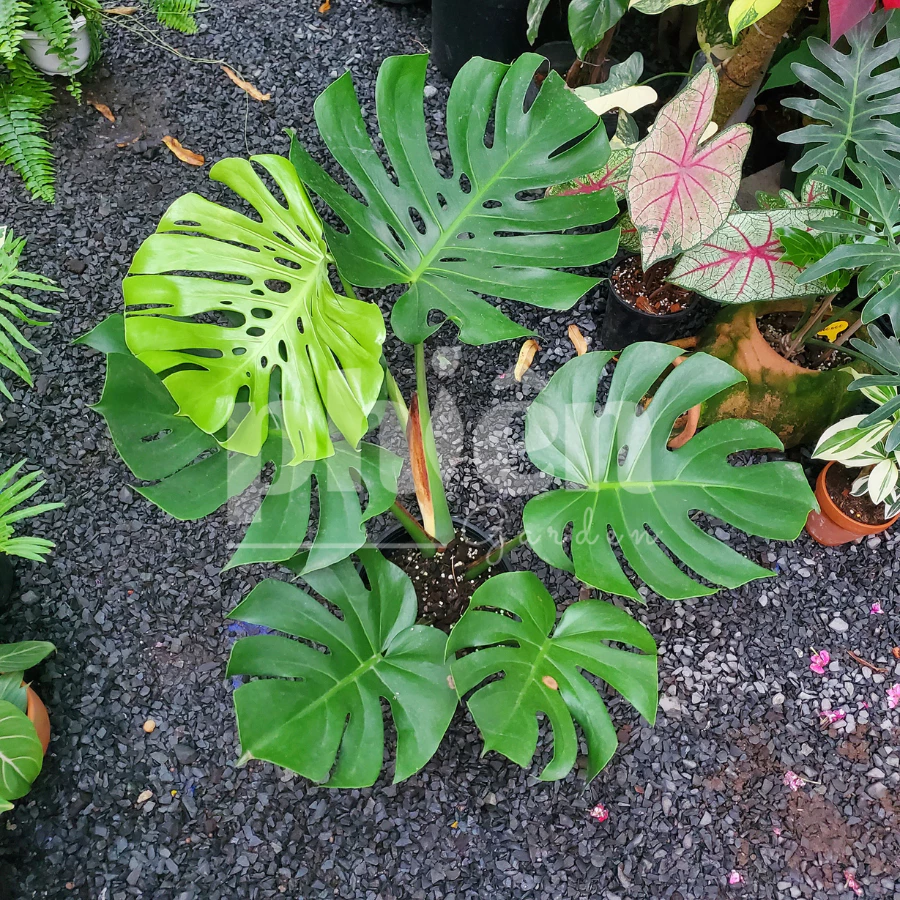 MANG TÀI LỘC vào nhà với Chậu Hoa Cây Cảnh Để Phòng Khách hợp phong thủy này MANG TÀI LỘC vào nhà với Chậu Hoa Cây Cảnh Để Phòng Khách hợp phong thủy này