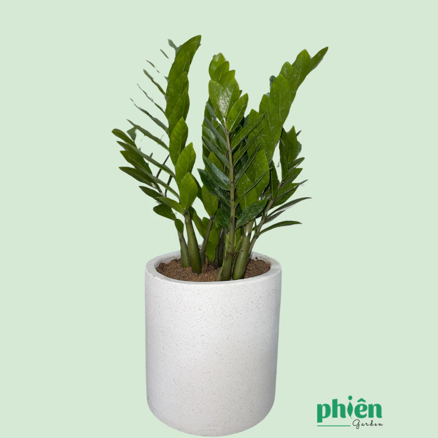 Review Cây Kim Tiền Chậu Xi Măng - Mẫu chậu hoa cây cảnh SANG TRỌNG bậc nhất 2025! Review Cây Kim Tiền Chậu Xi Măng - Mẫu chậu hoa cây cảnh SANG TRỌNG bậc nhất 2025!