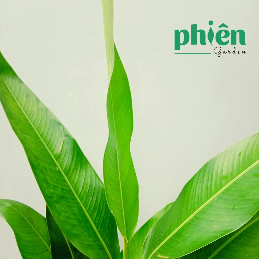 Cây Chuối Thái - Chậu Hoa Cây Cảnh Phong Thủy đặt Đúng Chỗ, Tiền Về Ngập Két Cây Chuối Thái - Chậu Hoa Cây Cảnh Phong Thủy đặt Đúng Chỗ, Tiền Về Ngập Két