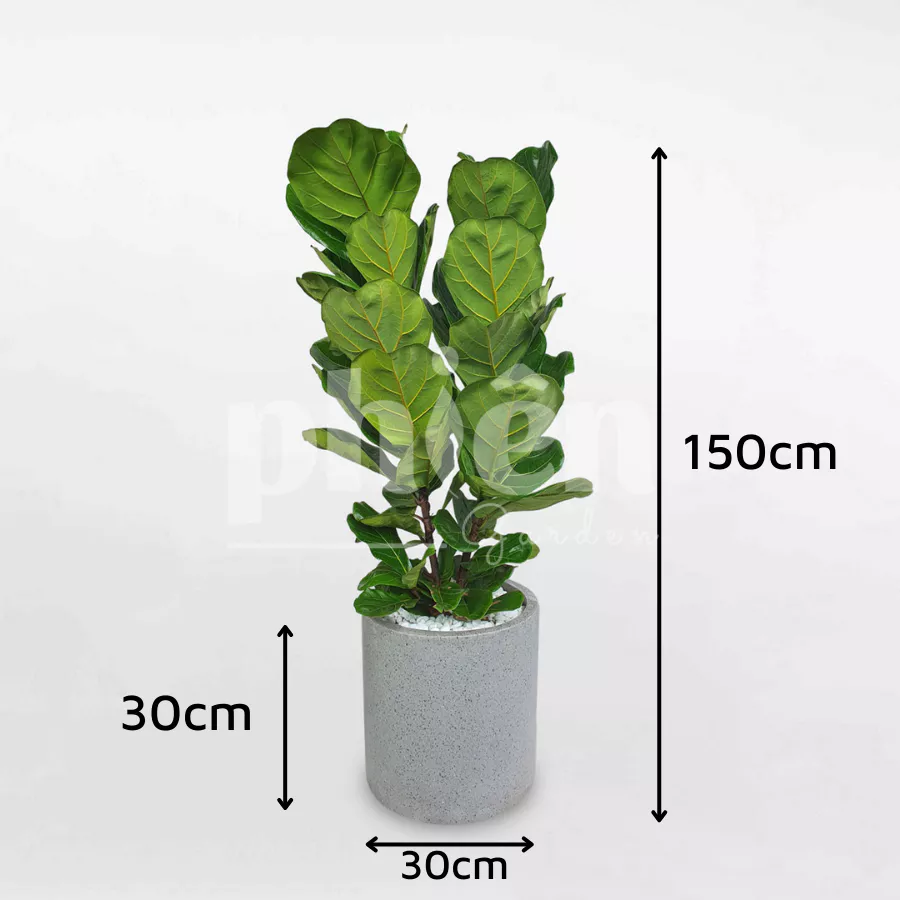 Vì Sao Giới Sành Decor Lại Săn Lùng Chậu Hoa Cây Cảnh Bàng Singapore Này? Vì Sao Giới Sành Decor Lại Săn Lùng Chậu Hoa Cây Cảnh Bàng Singapore Này?