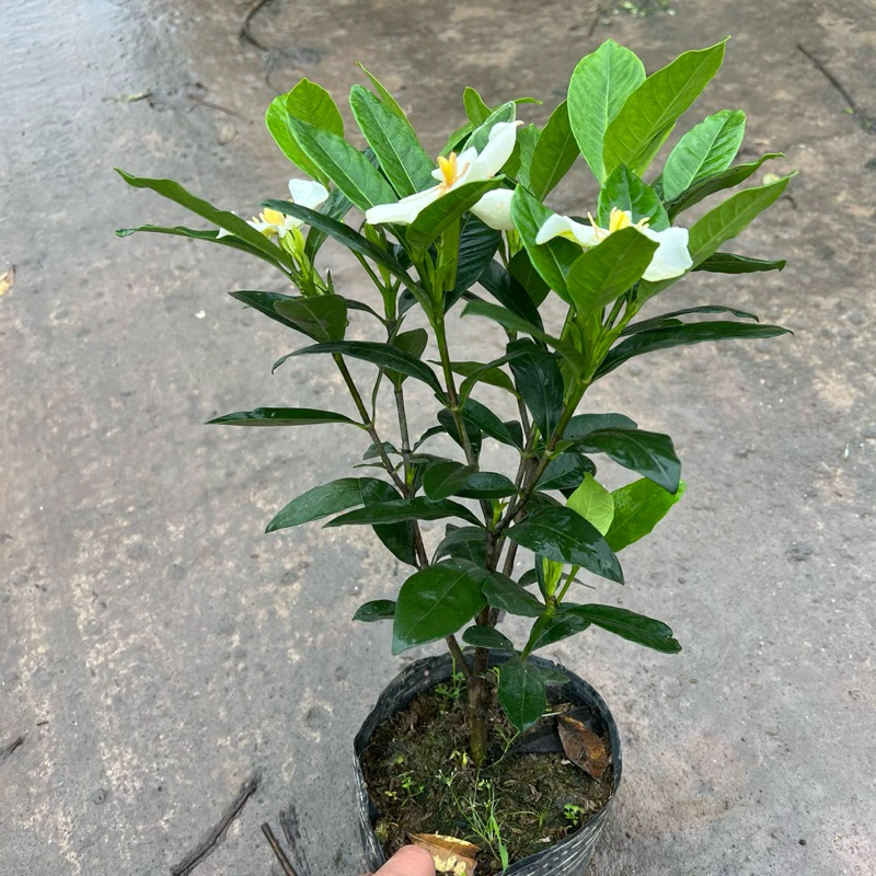 Giải pháp cho nhà phố: Chậu hoa cây cảnh đẹp, thơm ngát, dễ chăm SỐ 1. Giải pháp cho nhà phố: Chậu hoa cây cảnh đẹp, thơm ngát, dễ chăm SỐ 1.