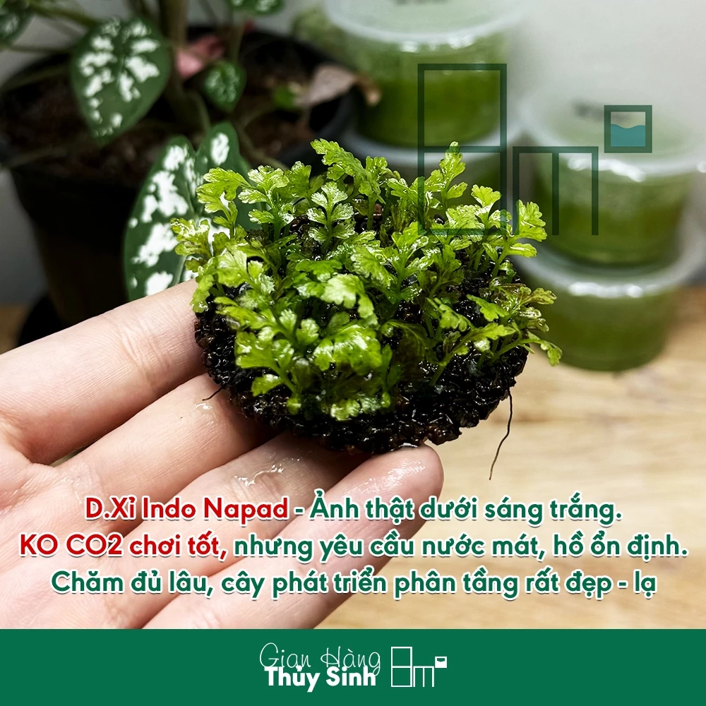 Biến bể cá thành tác phẩm TRIỆU VIEW với 1 chậu Dương Xỉ Mỹ Nhân | Cây cảnh đẹp không CO2. Biến bể cá thành tác phẩm TRIỆU VIEW với 1 chậu Dương Xỉ Mỹ Nhân | Cây cảnh đẹp không CO2.