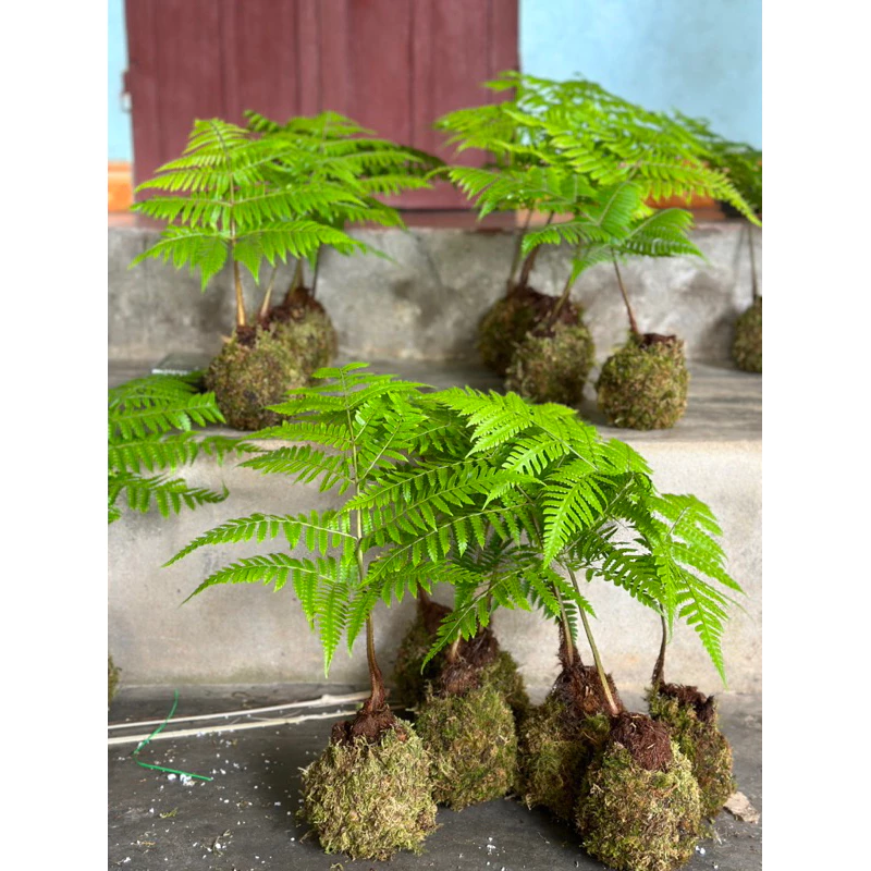 Review chi tiết chậu hoa cây cảnh Dương Xỉ Culi - Có ĐÁNG TIỀN như lời đồn? 1