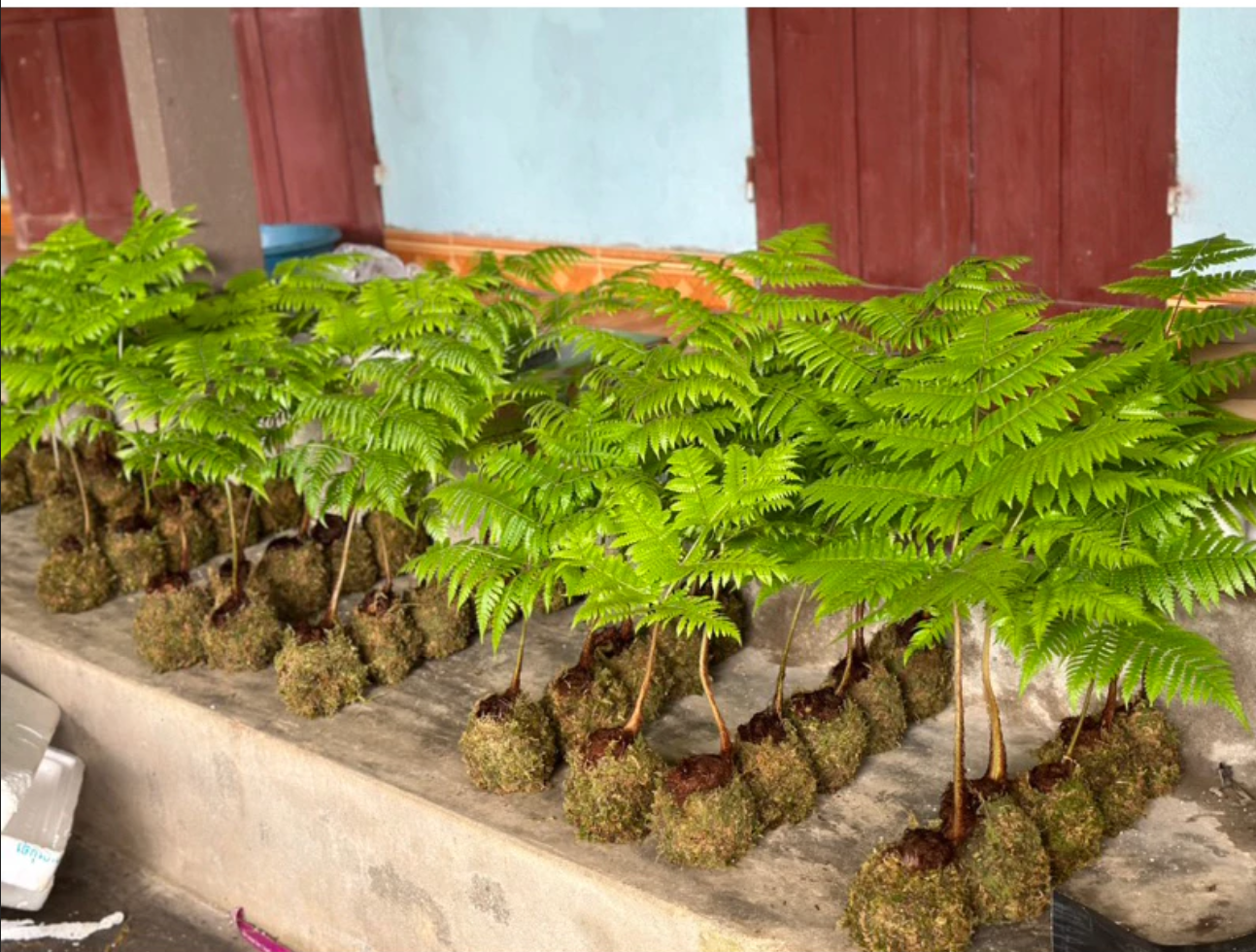 MANG RỪNG VỀ NHÀ với chậu hoa cây cảnh Dương Xỉ Culi bọc rêu độc đáo. MANG RỪNG VỀ NHÀ với chậu hoa cây cảnh Dương Xỉ Culi bọc rêu độc đáo.