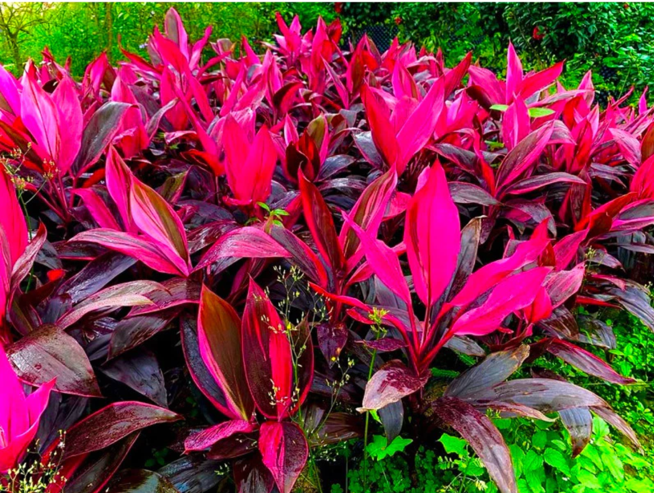 Chuyên Gia Tiết Lộ Cách Trồng Cây Phát Tài Lá Đỏ Để RƯỚC VẬN MAY Vào Nhà Chuyên Gia Tiết Lộ Cách Trồng Cây Phát Tài Lá Đỏ Để RƯỚC VẬN MAY Vào Nhà