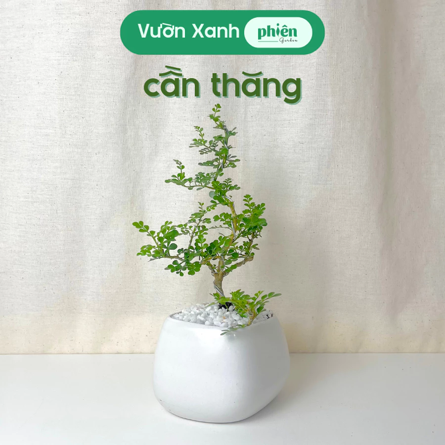 Cần Thăng Bonsai Gốm Men: Khi chậu hoa cây cảnh độc đáo trở thành TUYỆT TÁC. Cần Thăng Bonsai Gốm Men: Khi chậu hoa cây cảnh độc đáo trở thành TUYỆT TÁC.