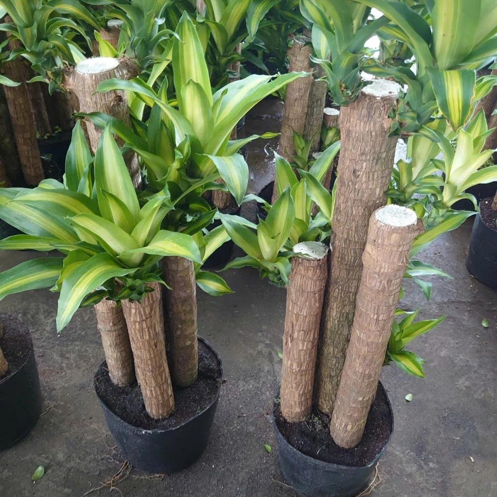 Tại Sao Cây Phát Tài Khúc Là Chậu Cây Cảnh Phong Thủy MÀ NHÀ GIÀU Nào Cũng Có? Tại Sao Cây Phát Tài Khúc Là Chậu Cây Cảnh Phong Thủy MÀ NHÀ GIÀU Nào Cũng Có?